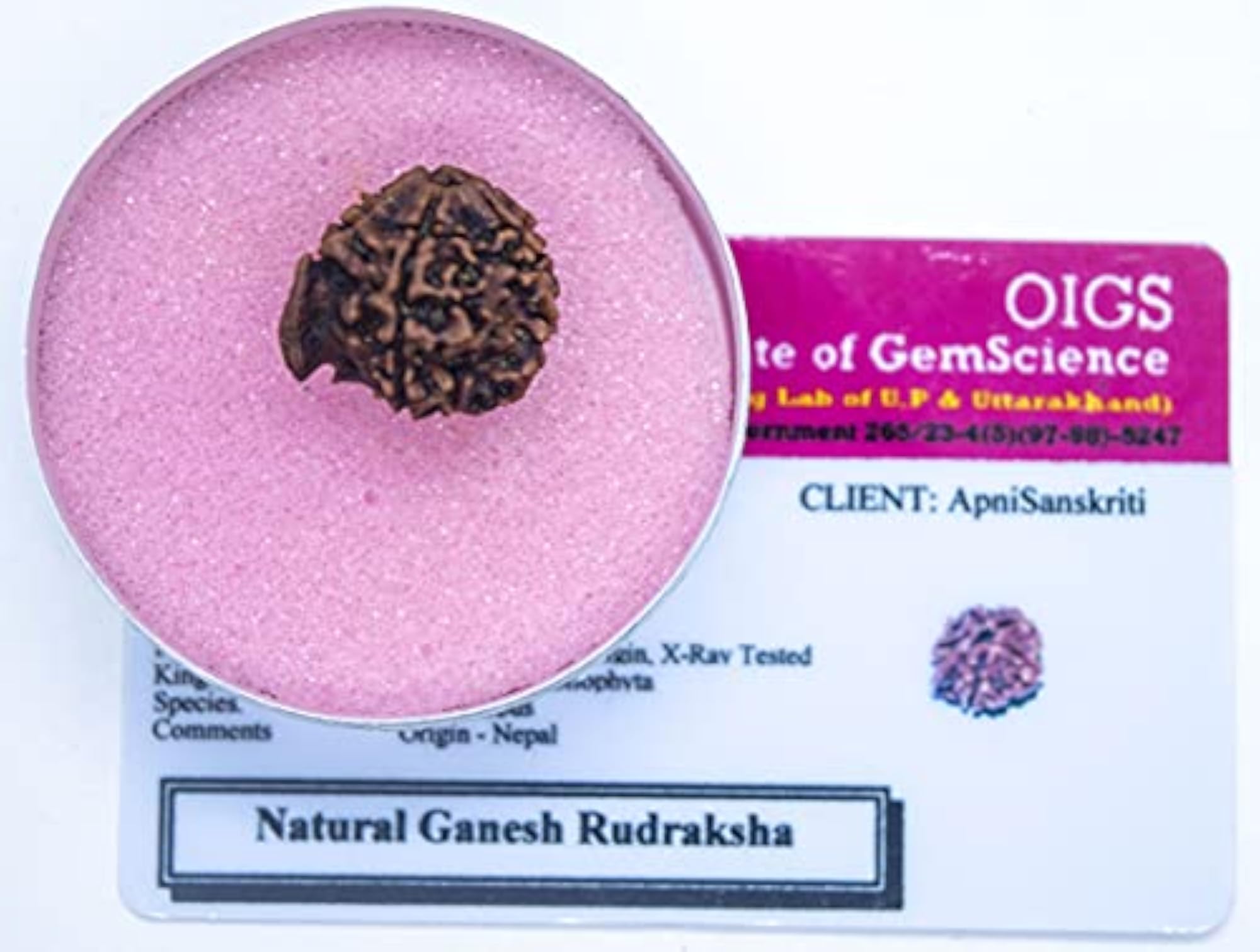 Ganesha Rudraksha Bead, Natural Brown, Certified